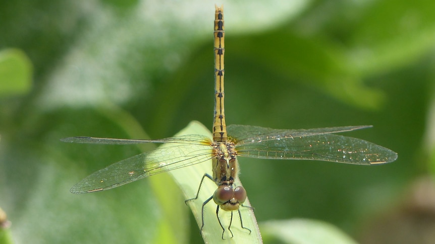 A close-up picture of a dragonly perched on a plant.