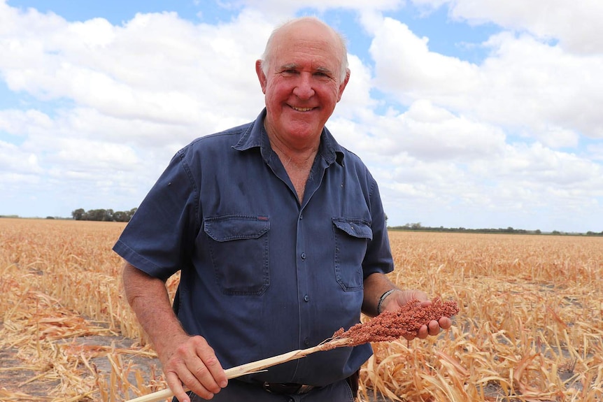 Darling Downs grain grower Wayne Newton holding sorghum