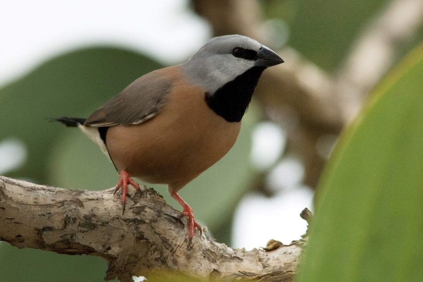 Black-throated finch