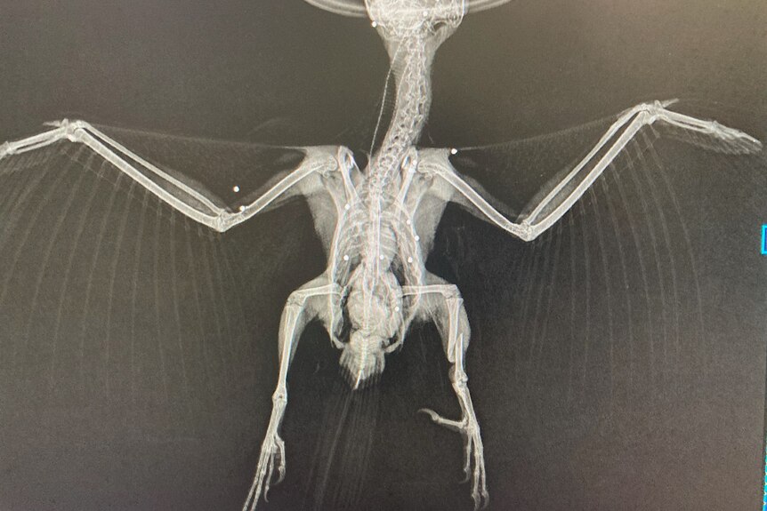 An X-ray image showing the skeleton of a kookaburra and projectiles in its body.