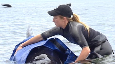 A rescuer tries to save a whale stranded at Marion Bay in southern Tasmania. (ABC TV)