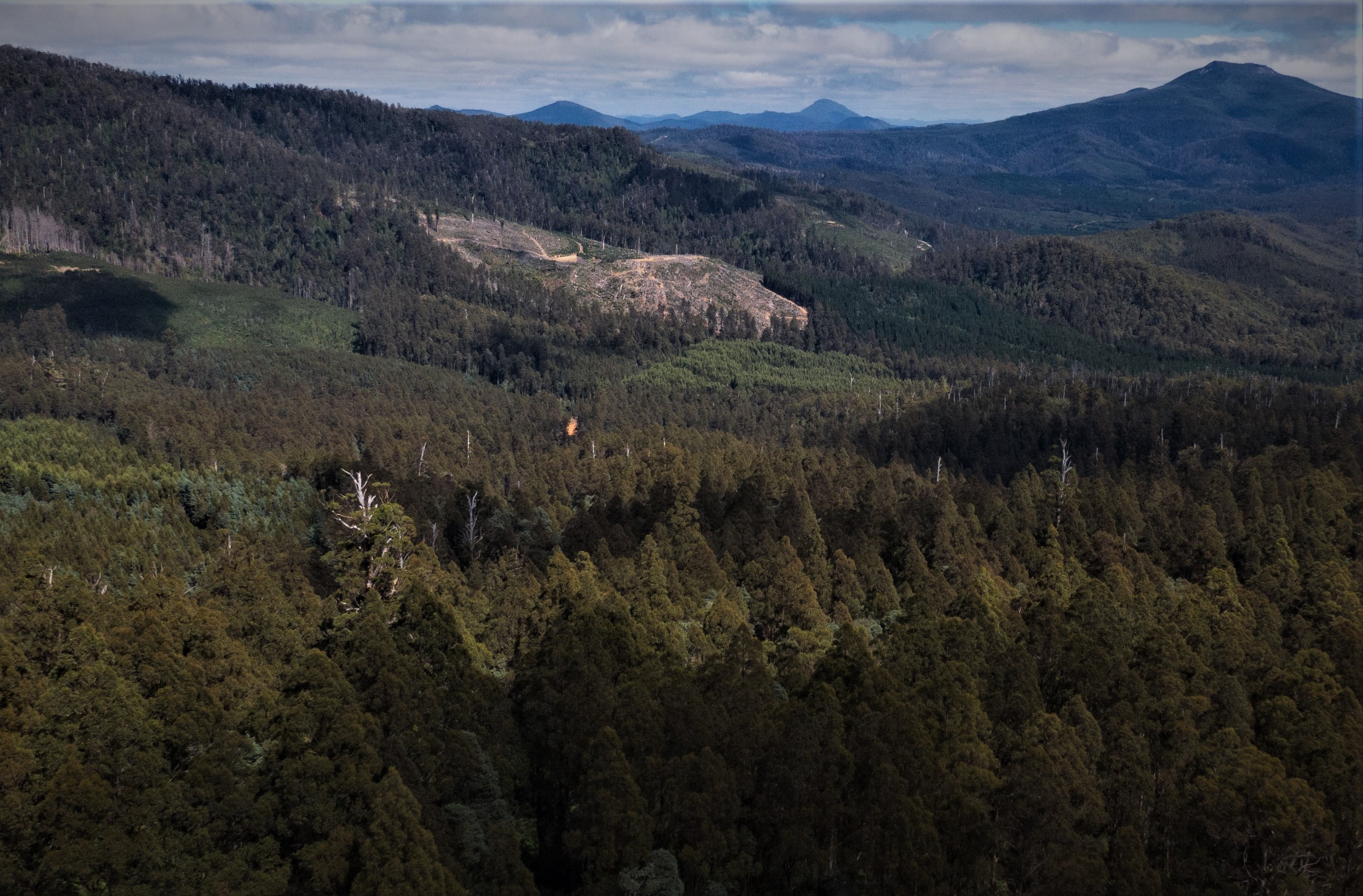 Vista aérea de drones de áreas forestales con áreas despejadas en Tasmania.