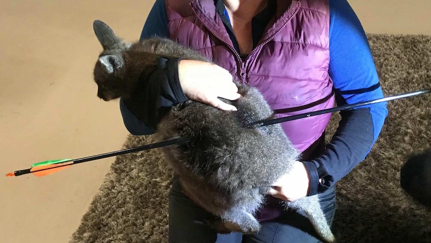 Wallaby shot by an arrow in southern Tasmania