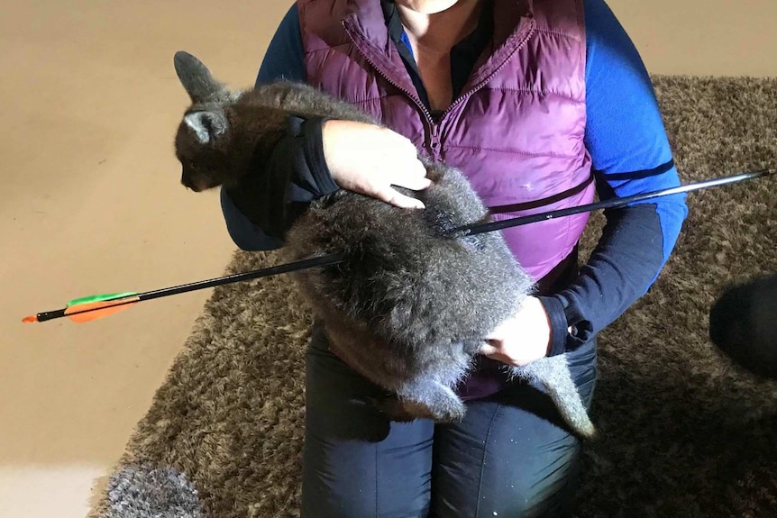 Wallaby shot by an arrow in southern Tasmania