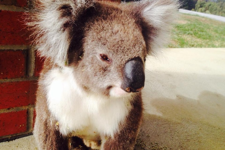 A koala on a concrete porch, mostly clean fur with burrs scattered on ground.