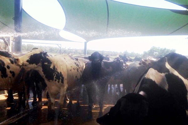 Dairy cows at Buckhobble dairy farm in central west New South Wales keep cool under a sprinkler and shade cloth.