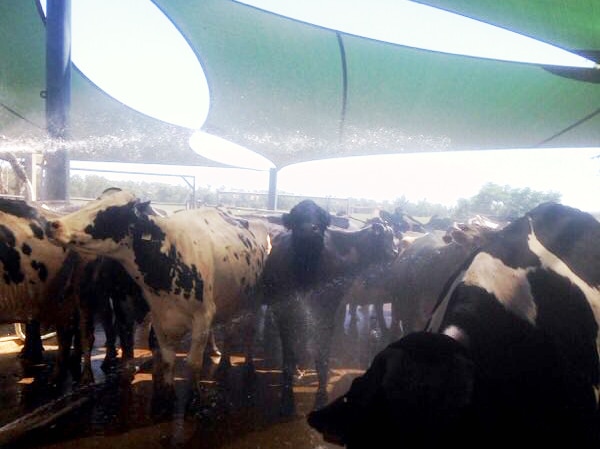 Cows under sprinkler