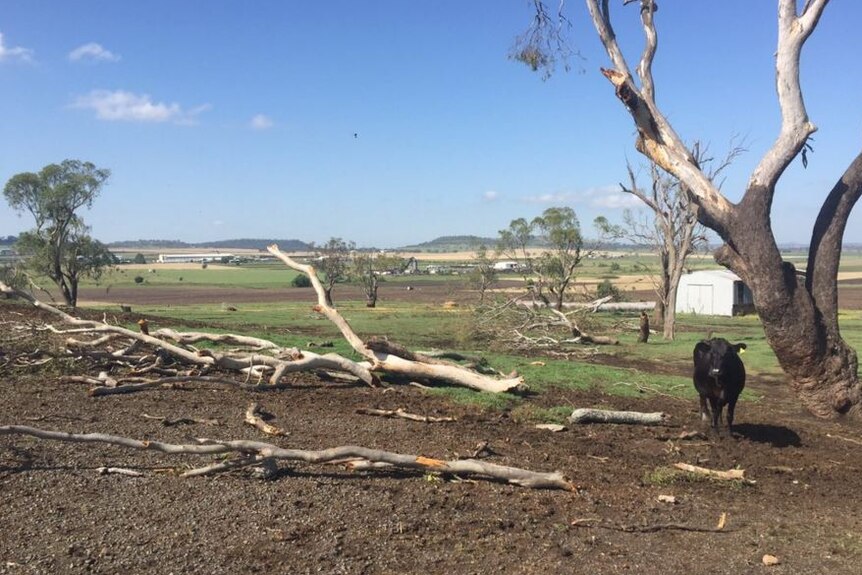 Uprooted trees at dairy farm