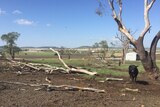 Uprooted trees at dairy farm