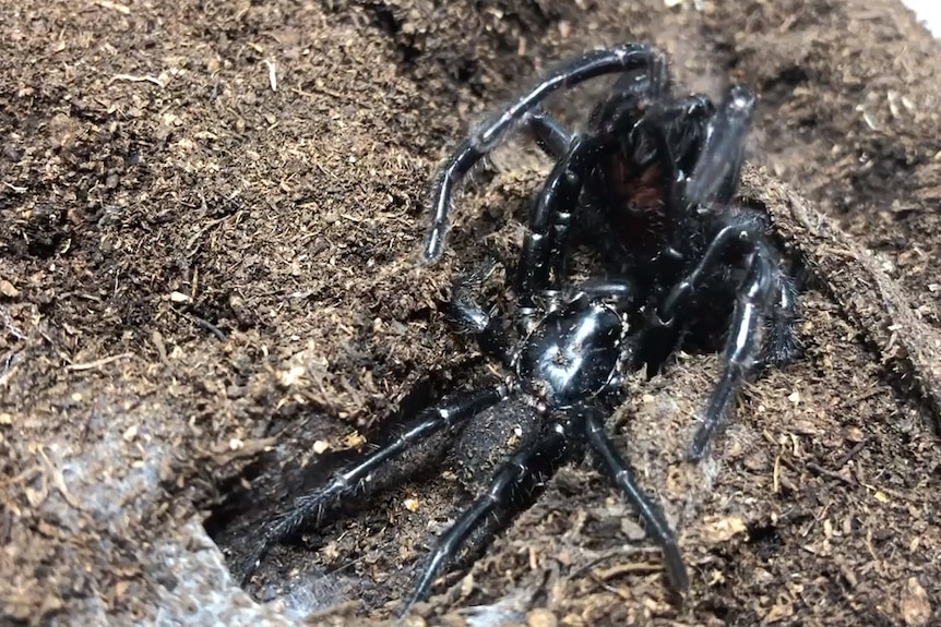 Two funnel-webs are mating