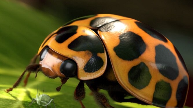 A ladybird sits on a leaf