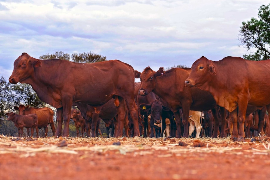 Droughtmaster cattle stand in a paddock