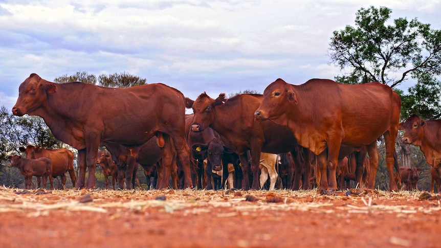 Droughtmaster cattle stand in a paddock