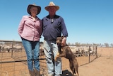 A woman and man in Akubra-style hats, jeans, and long-sleeved shirts, stand in front of sheep with a brown and tan kelpie.