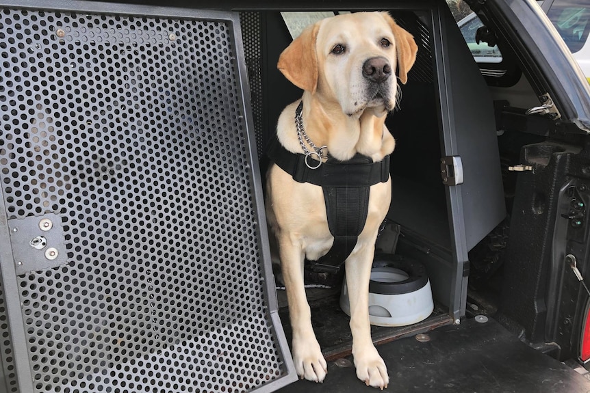 A white dog in a vest standing in the back of a car boot