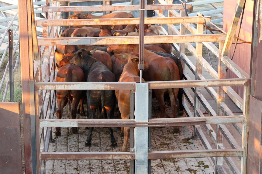 A number of steers in a weighbridge