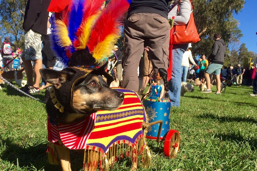 A dog dressed up as a chariot at the event.