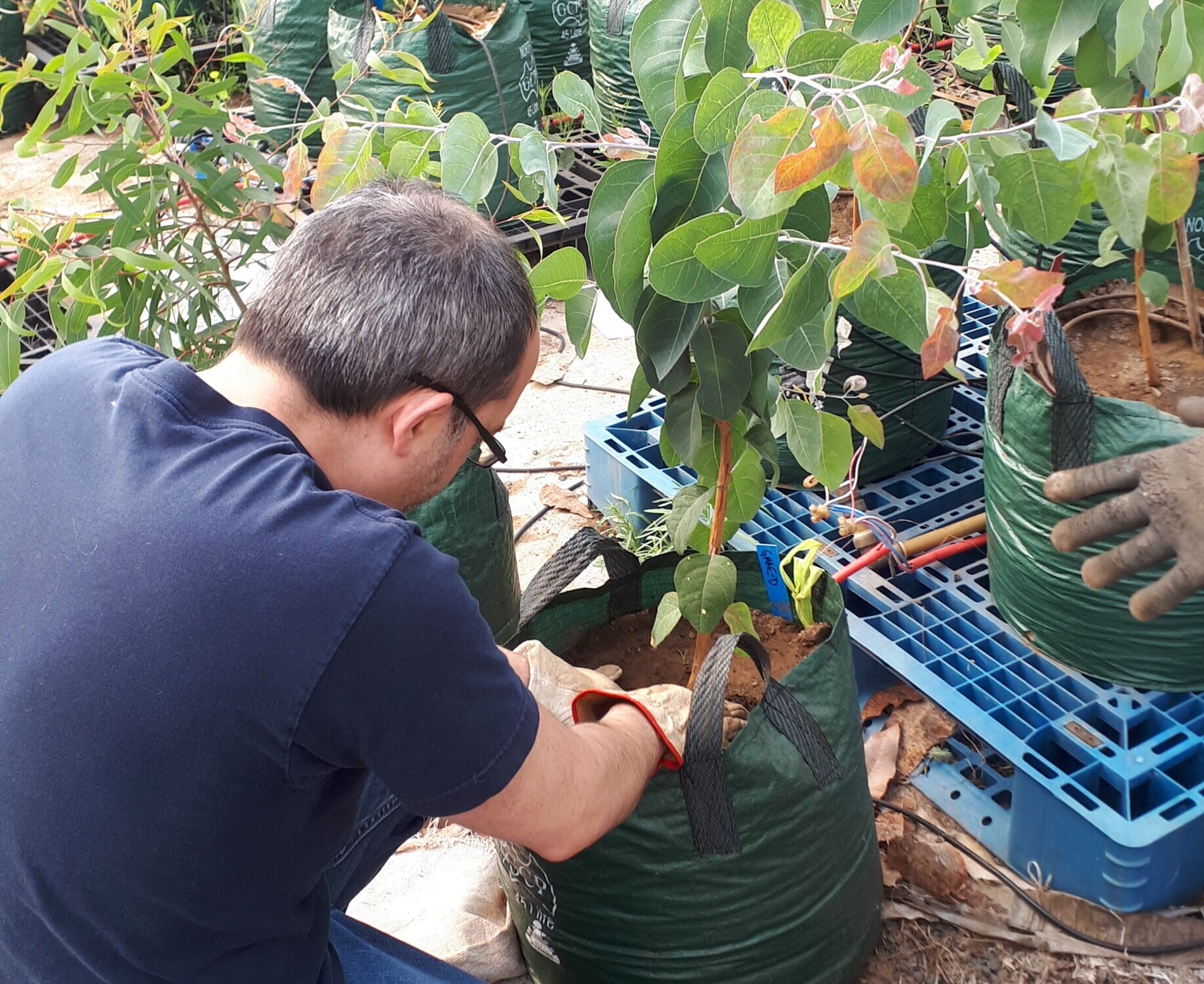 Man placing working with a potted tree seedling