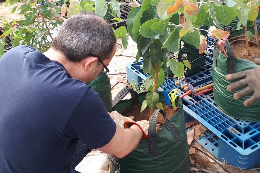 Man placing working with a potted tree seedling