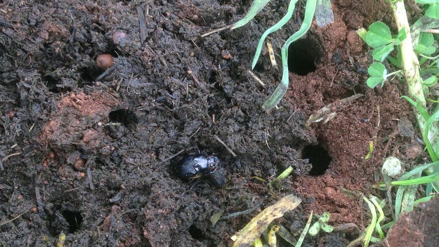 Dung beetles burrowing into the ground.