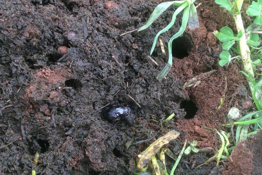 Dung beetles are burrowing into the ground taking manure into the soil profile.