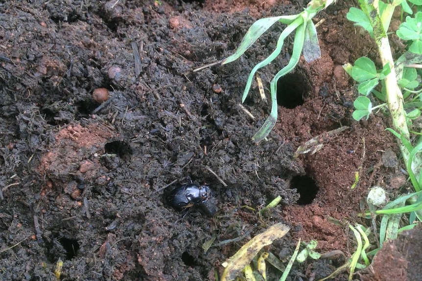 Dung beetles are burrowing into the ground taking manure into the soil profile.
