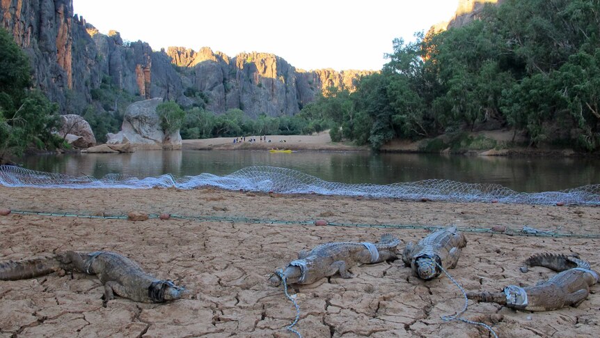 Crocodiles secured before health checks at Windjana Gorge, 300km east of Broome in WA