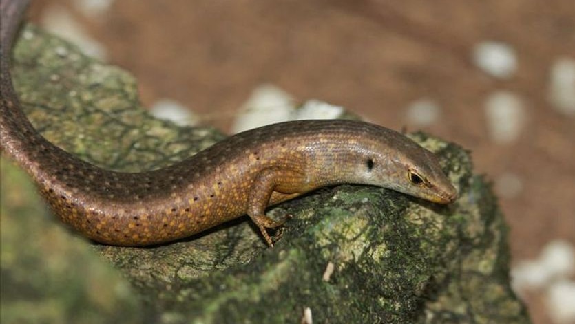 Gump, a female Christmas Island forest skink.