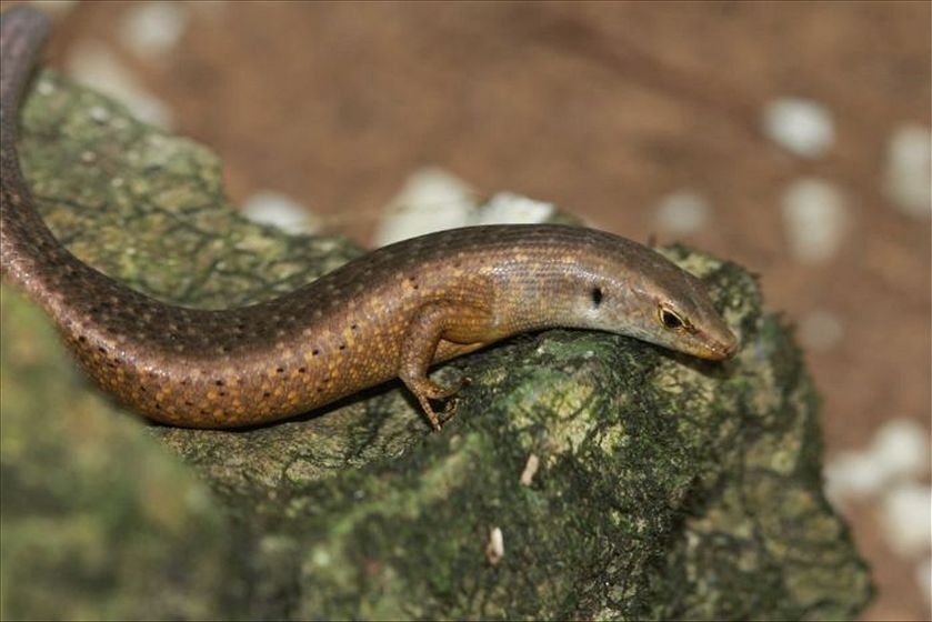 Gump, a female Christmas Island forest skink.