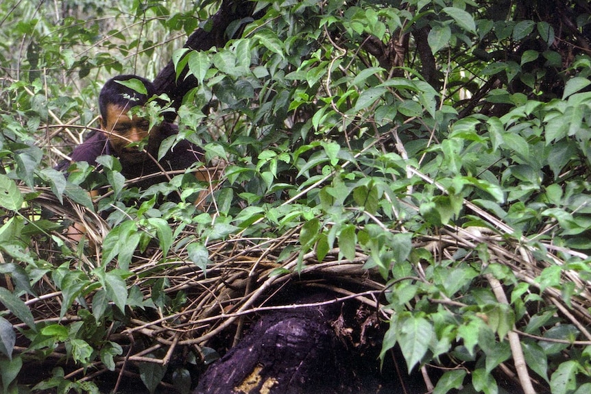 A man collects material to make Ayahuasca.