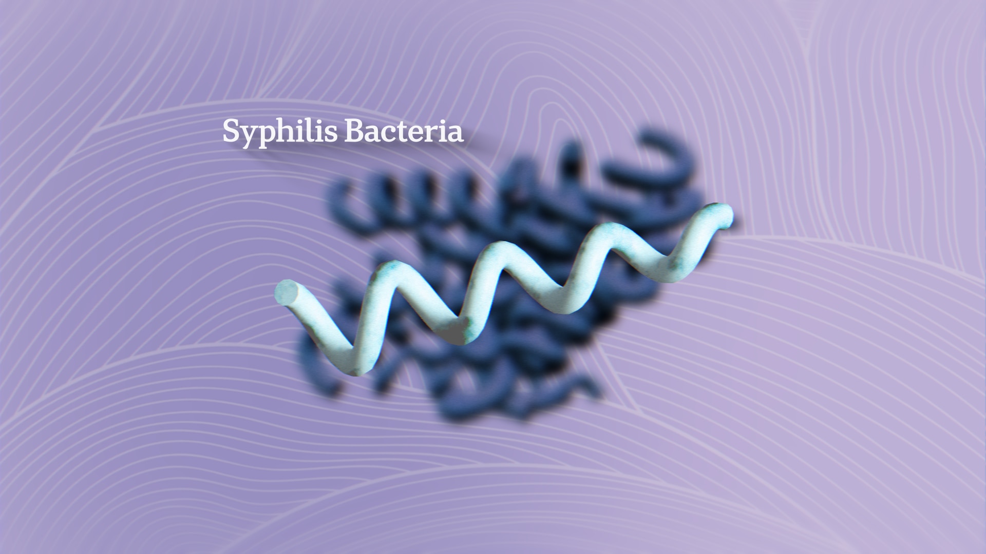 A graphic of a corkscrew shape shows what the bacteria Treponema pallidum looks like.