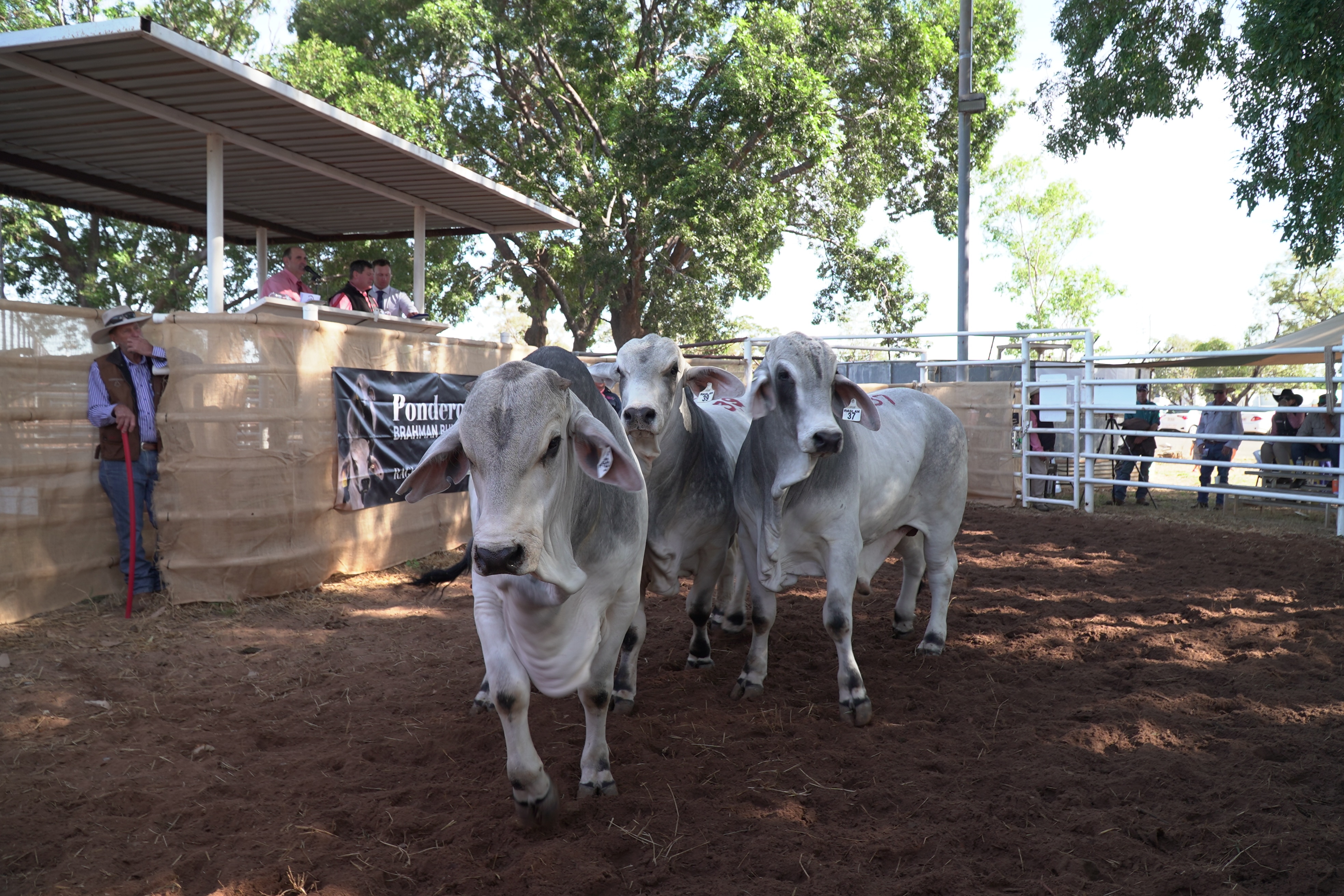 Tres toros en un establo de ganado, mirando directamente a la cámara, tierra marrón, gente parada alrededor del establo.