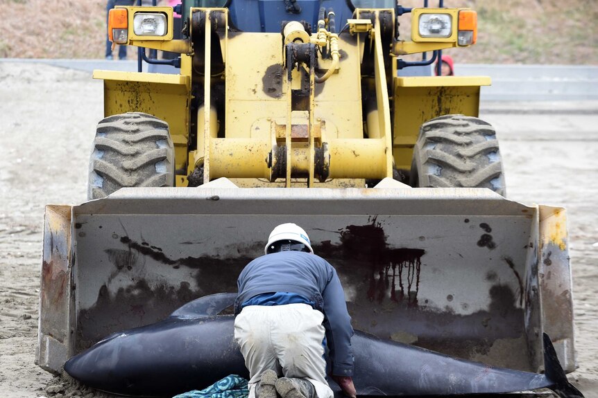 Removing the dead from mass dolphin stranding
