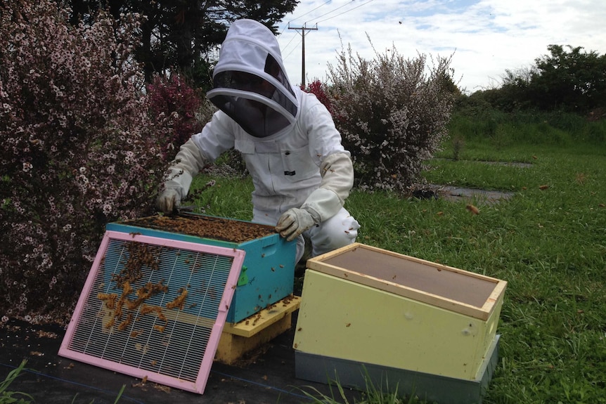 manuka honey bee keeper