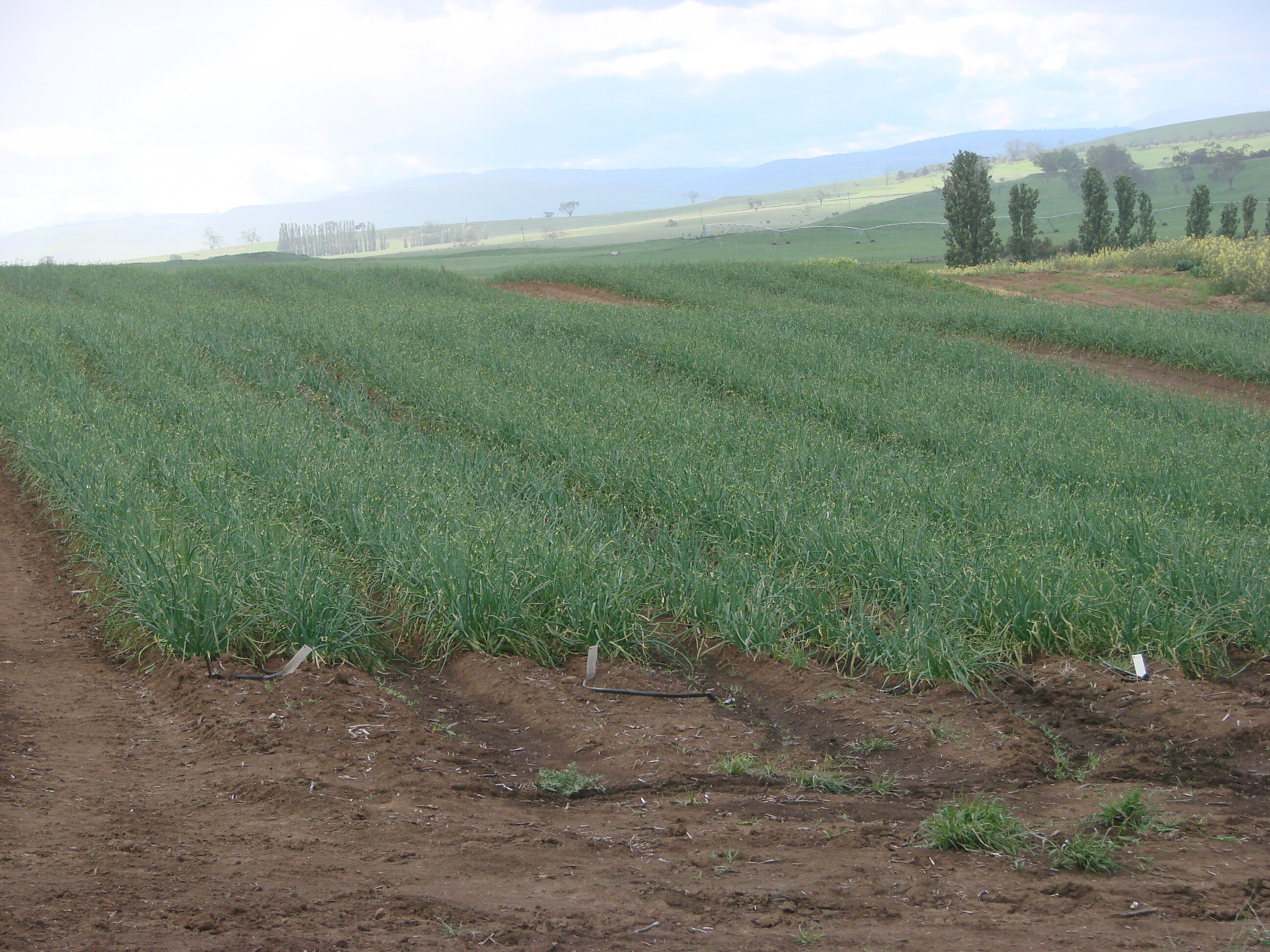 Herbicide resistant ryegrass a big problem for onion growers