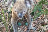 A koala rescued from a drain on the Gold Coast