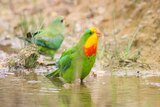 Superb parrot male drinking water, with a female in the background, in a story about birdwatching beginner tips.