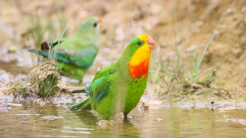 Superb parrot male drinking water, with a female in the background, in a story about birdwatching beginner tips.