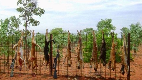 Dead wild dogs hung up on pastoral fence
