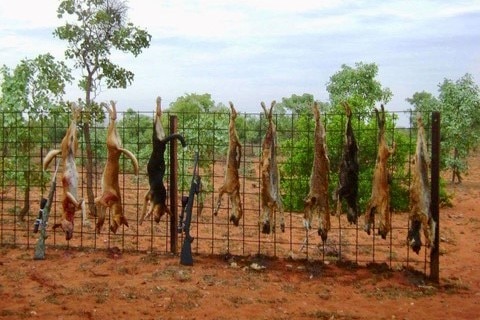 Dead wild dogs hung up on pastoral fence