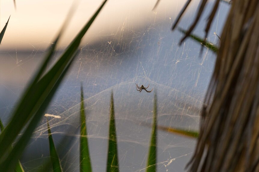 A female domed tent spider in a web