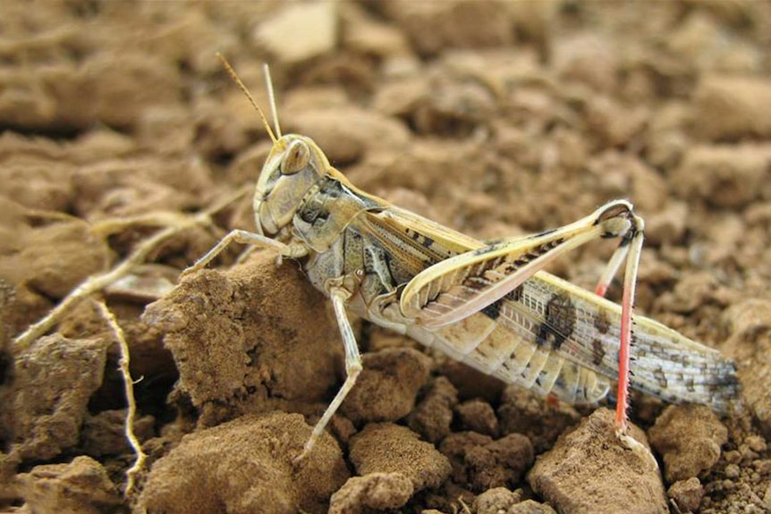 A close up photo of the Australian Plague Locust. It is sandy coloured with black spots on its wings.