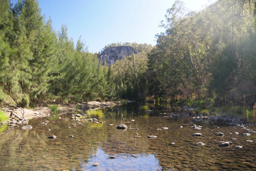 Creek, stones, trees, blue sky and sandstone cliff face.