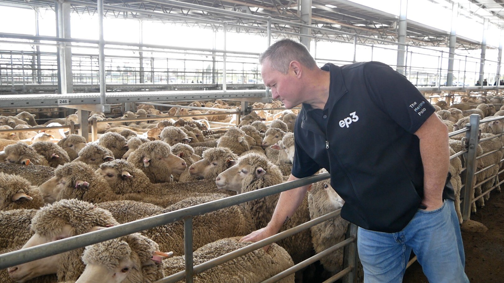 A man with sheep in yards
