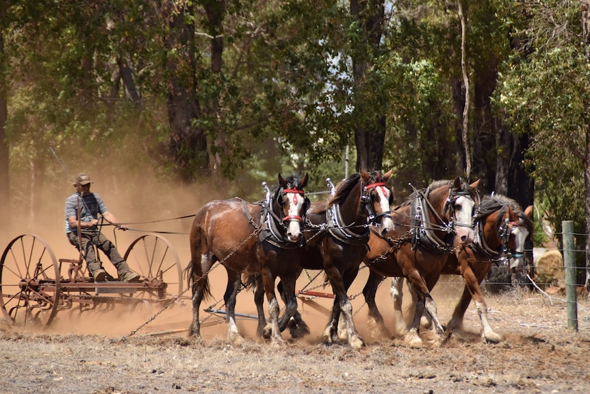 World record attempting Clydesdales