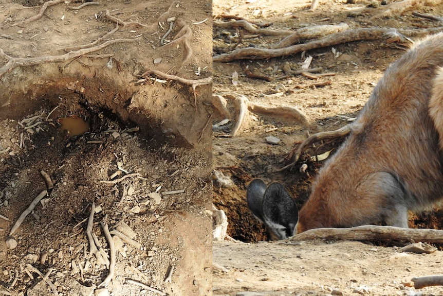 Close up of the hole with water in it and another picture of the kangaroo drinking