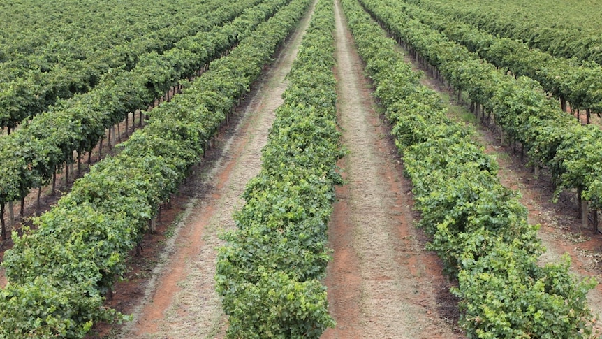 Rows of wine grapes