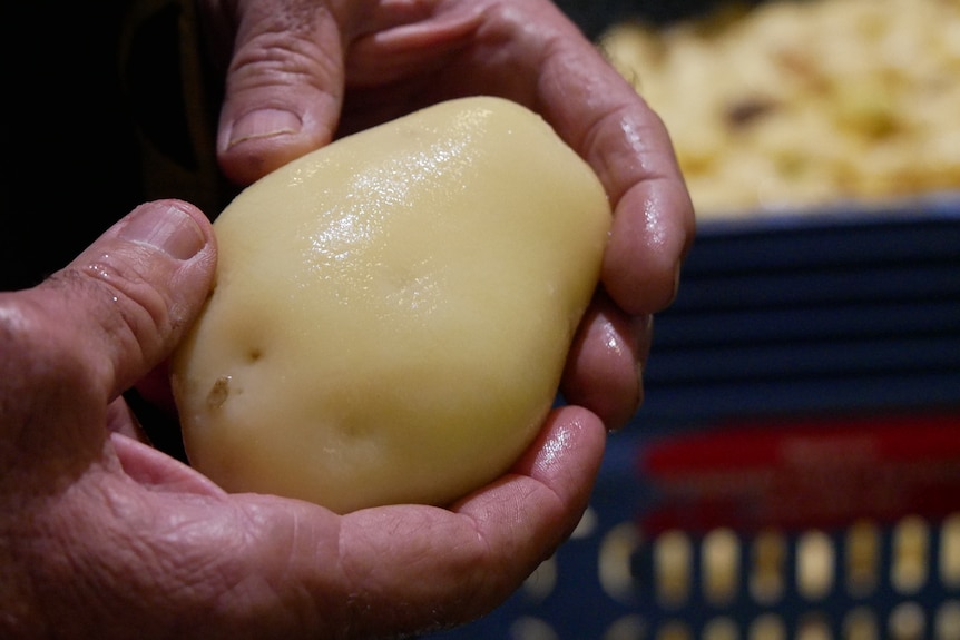 Hands holding a washed white potato.