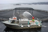 The company's report said the waterways had the capacity to deal with salmon farming.