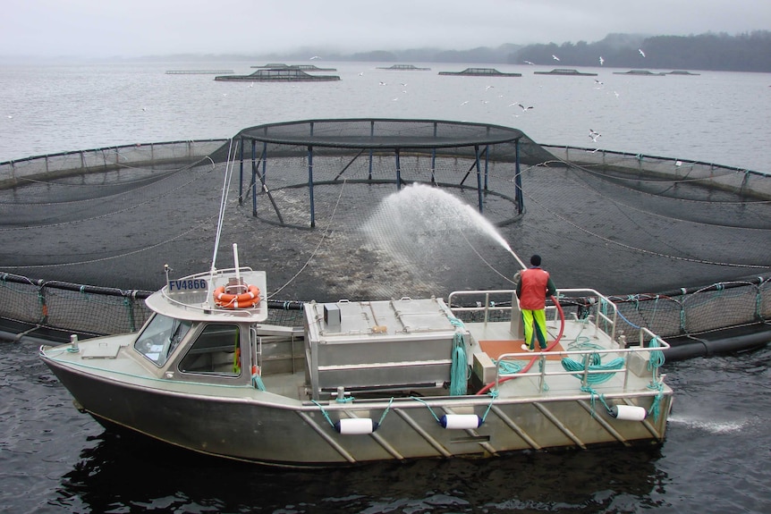 Salmon company Tassal defends its farming practices